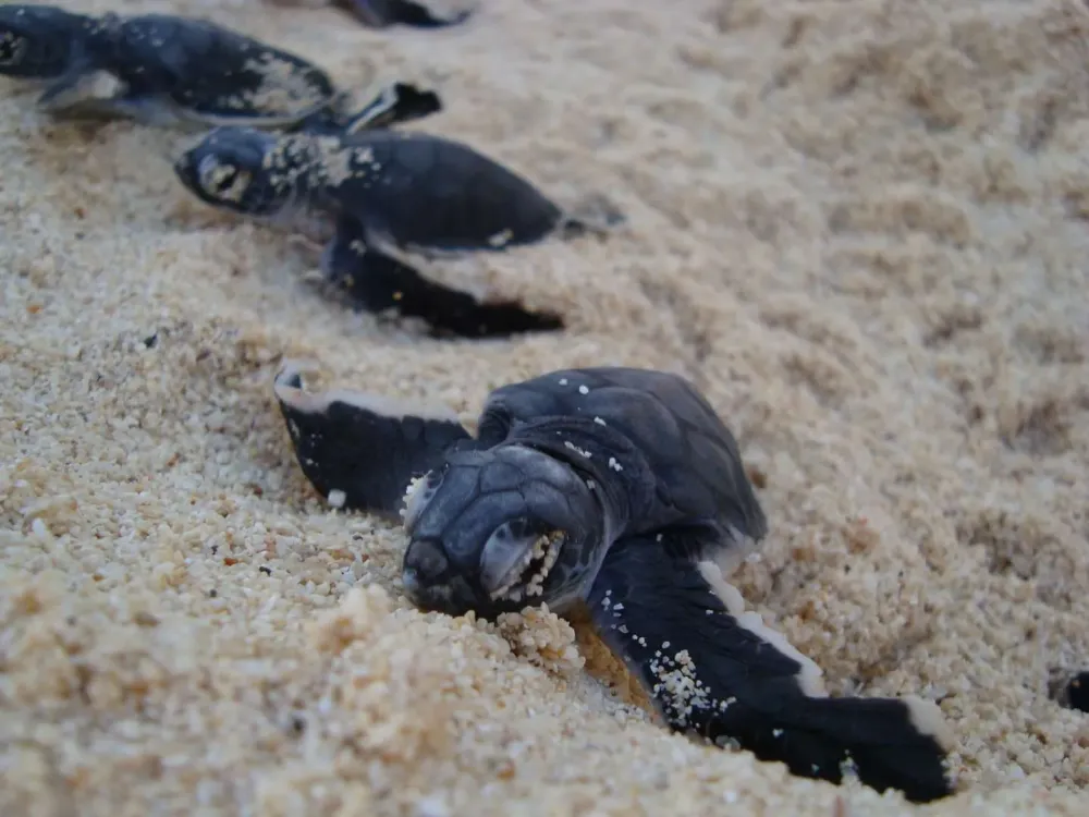 Bébé tortues