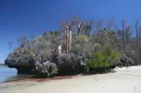 Baobabs